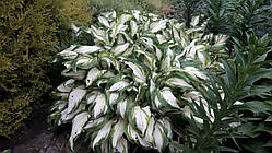 Хоста суміш сортів P9