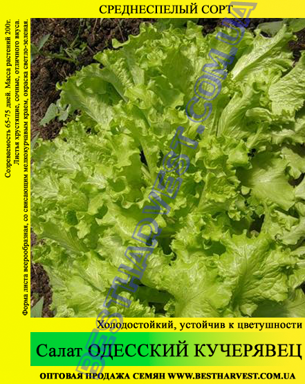 Насіння салату «Одеський Кучерявец» 100 г