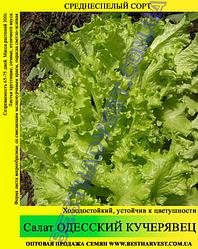 Насіння салату «Одеський Кучерявец» 0.5 кг
