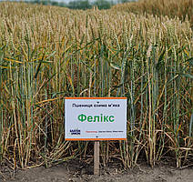 Насіння озимої пшениці Фелікс