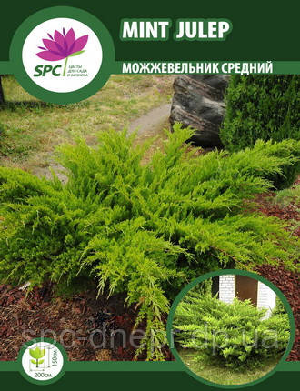 Ялівець середній Mint Julep, фото 2