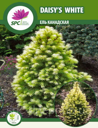 Ялина канадська Daisy's White
