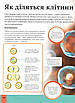 Дитяча енциклопедія тіла людини - Клер Гибберт, фото 8