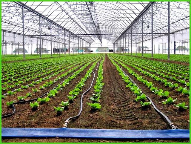 Крапельний полив в теплиці Крапельний полив