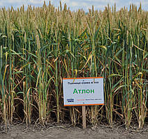 Насіння озимої пшениці Атлон