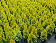 Туя западная 'Голд Смарагд' 20-25 см Thuja occidentalis 'Gold Smaragd'