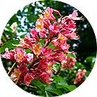 Зображення квітки крапель Баха Red Chestnut (Червоний Каштан) Зображення Red Chestnut Remedy
