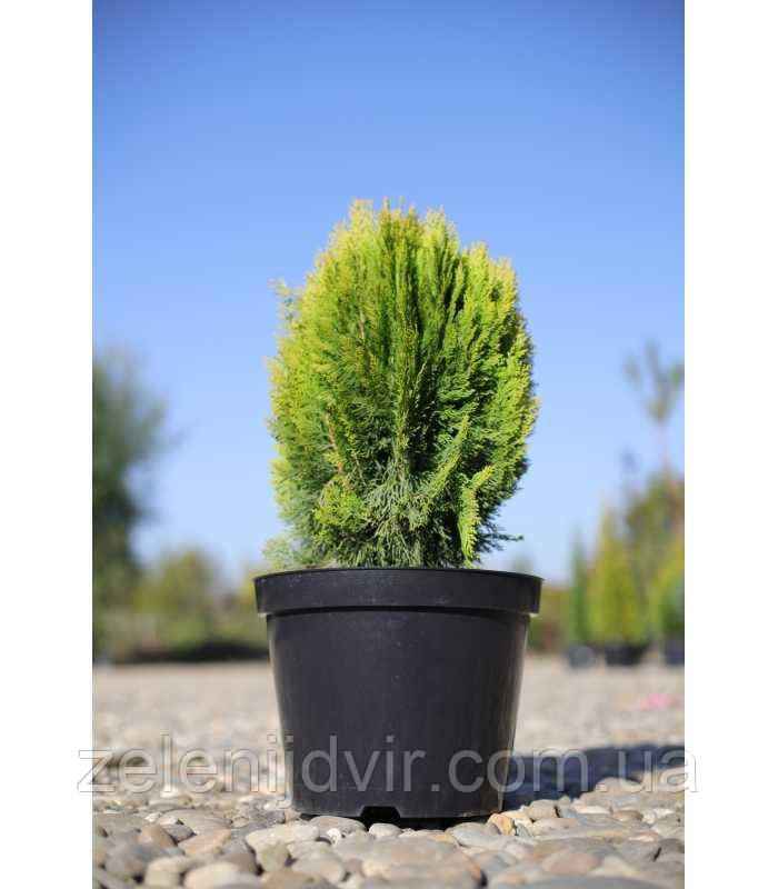 Туя восточная 'Морган' 3 года Thuja Platycladus orientalis 'Morgan' - фото 7 - id-p1211217920