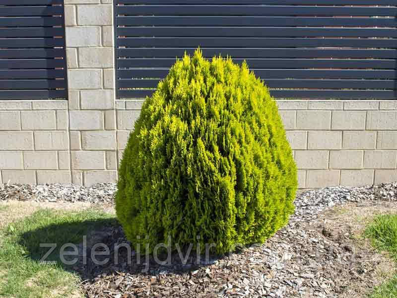 Туя східна 'Морган' 3 года Thuja Platycladus orientalis 'Morgan' - фото 9 - id-p1211217920