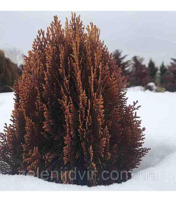 Туя восточная 'Морган' 3 года Thuja Platycladus orientalis 'Morgan' - фото 5 - id-p1211217920