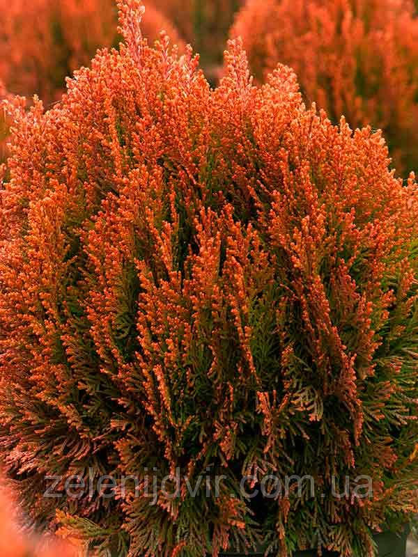 Туя східна 'Морган' 3 года Thuja Platycladus orientalis 'Morgan' - фото 1 - id-p1211217920