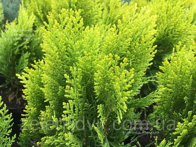 Туя восточная 'Морган' 3 года Thuja Platycladus orientalis 'Morgan' - фото 8 - id-p1211217920