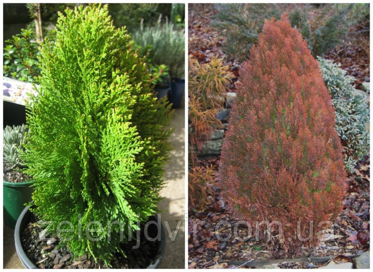 Туя східна 'Морган' 3 года Thuja Platycladus orientalis 'Morgan' - фото 2 - id-p1211217920