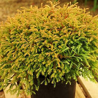 Туя западная 'Голден Таффет' 3 года Thuja occidentalis 'Golden Tuffet'