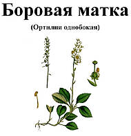 Боровая матка (ортилия однобокая), трава сухая, 35 грамм.