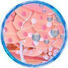 Хромотерапія Хромотерапія