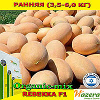 Насіння, диня РЕБЕККА F1 / REBEKKA F1, ТМ Hazera