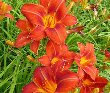 Лилейник Chicago fire(41