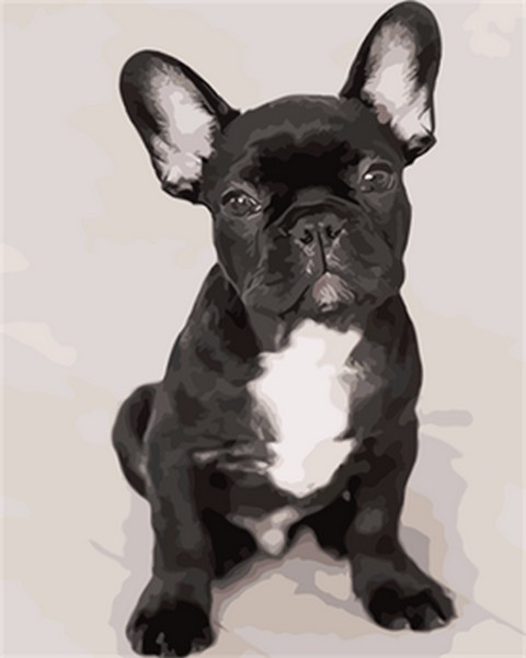 Картина за номерами 40х50 см Mariposa Французький бульдог (Q 1778), фото 1