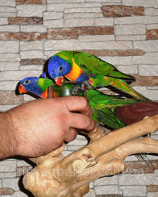 Көркем фильмдер, порно және эротика Туладағы жалаңаш қыздар