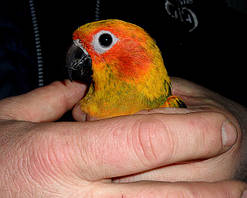 Сонячна аратінга. малюки ручного догодовування (лат. Aratinga solstitialis)