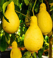 Лимон Грушевидный Перетта (Citrus limon Peretta) 25-30 см. Комнатный