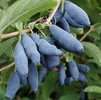 Саженцы жимолости съедобной Синий Утес - средне-ранняя, крупноплодная, десертная 3-летний