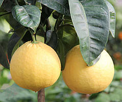 Лимон Липо (Citrus Limon x Citrus Paradisi Lipo, Imperial lemon) 25-30 см. Кімнатний