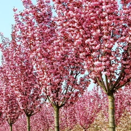 Саджанці Сакури Канзан - вишня дрібнопильчата, декоративна - Prunus serrulata Kanzan