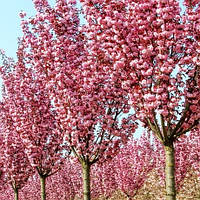 Саженцы Сакуры Канзан - вишня мелкопыльчатая, декоративная - Prunus serrulata Kanzan