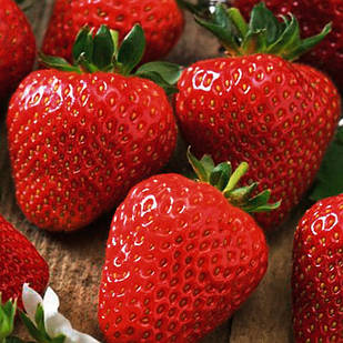 Саджанці полуниці (розсада) Щедрий Врожай - середньо-рання, великоплідна, високоврожайна