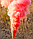 Кольоровий дим для фотосесії Червоний Maxsem MA0513 Red smoking fountain 60 сек, фото 5