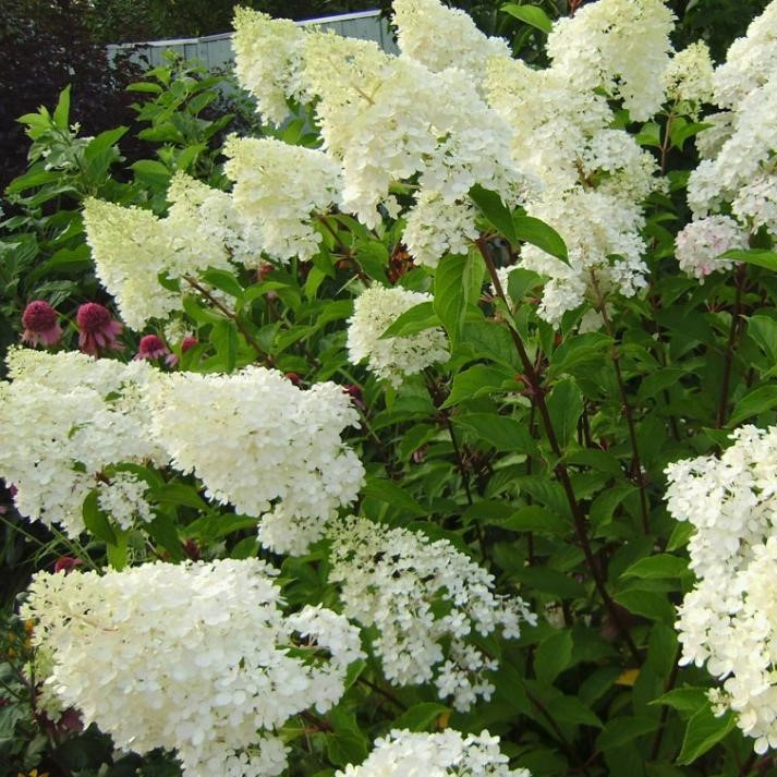 Саджанці Гортензії волотистої Тардива (Hydrangea paniculata Tardivae) Р9, фото 1