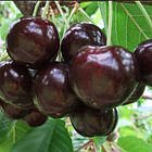 Саджанці Черешні Роял Хелен - пізднього строку, крупноплідна, самоплідна, фото 2