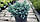 Ялівець лускатий 'Блю Стар' 3 річний Juniperus squamata 'Blue Star', фото 6