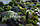 Ялівець лускатий 'Блю Стар' 3 річний Juniperus squamata 'Blue Star', фото 9