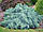 Ялівець лускатий 'Блю Стар' 3 річний Juniperus squamata 'Blue Star', фото 2
