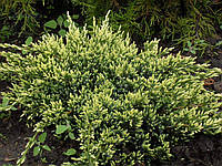 Можжевельник чешуйчатый 'Холгер' 3 года Juniperus squamata 'Holger'
