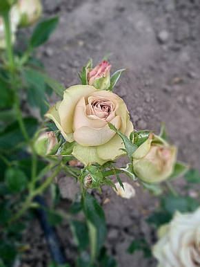 Роза Гіпноз (Hypnose) ч/г, фото 2