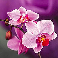 Алмазная живопись. Набор алмазной вышивки "Розовые орхидеи". Размер 30*30 см, 16 цветов.