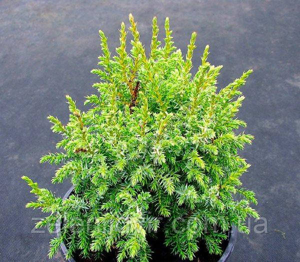 Можжевельник чешуйчатый 'Лодери' 3 года Juniperus squamata 'Loderi' - фото 5 - id-p1212749705