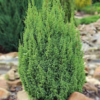 Можжевельник чешуйчатый 'Лодери' 3 года Juniperus squamata 'Loderi'
