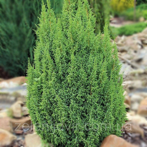 Можжевельник чешуйчатый 'Лодери' 3 года Juniperus squamata 'Loderi' - фото 1 - id-p1212749705