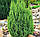 Ялівець лускатий 'Лодері' 3 річний Juniperus squamata 'Loderi', фото 3