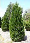 Саджанці Ялівцю китайського Монарх (Juniperus chinensis Monarch) Р9, фото 4
