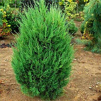 Саженцы Можжевельника китайского Монарх (Juniperus chinensis Monarch) Р9