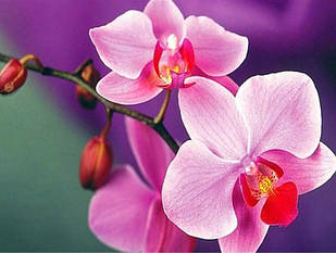 Алмазна вишивка орхідея 40х30 см, повна викладка, квадратні стрази Huacan