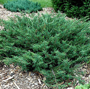 Саджанці Ялівцю китайського Сан Хосе (Juniperus chinensis San Jose) Р9