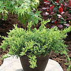 Саджанці ялівцю даурського Ленінград (Juniperus davurica Leningrad) Р9, фото 2