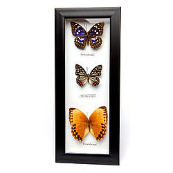 Метелики під склом 16*38 QW-3